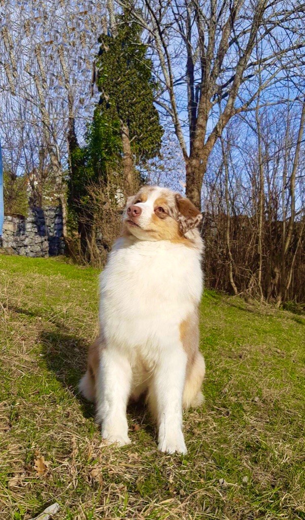 Miss zara Du Royaume D'Alfred