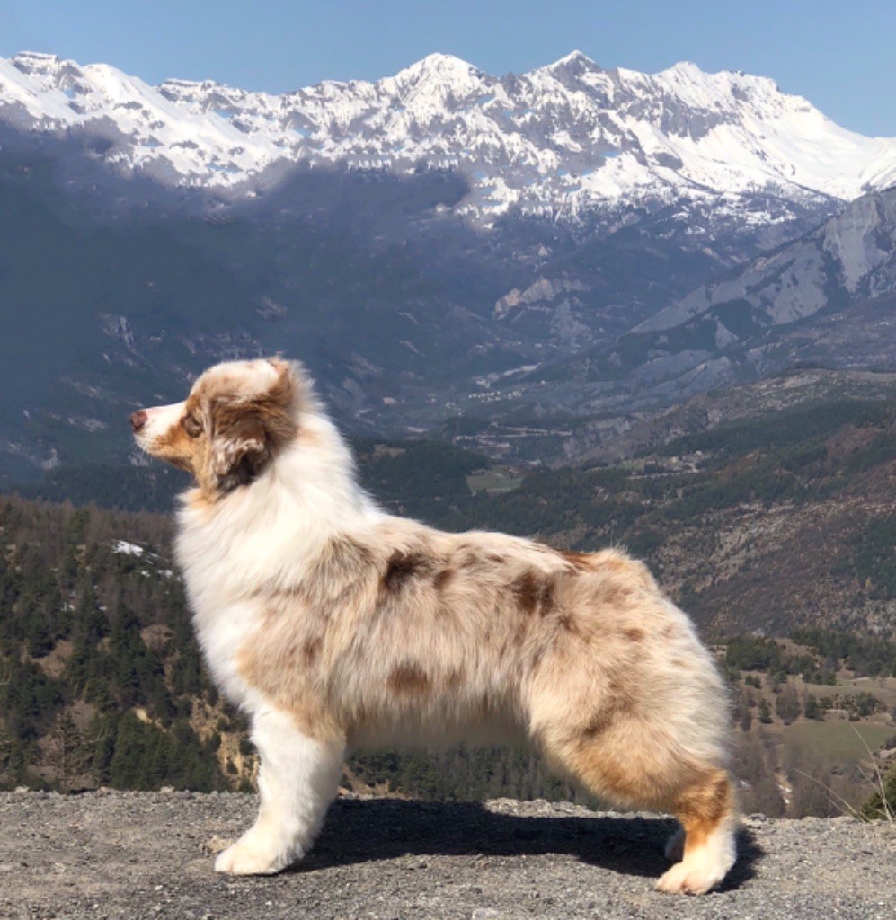 Miss zara Du Royaume D'Alfred